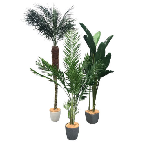 Medium Tropical Trees